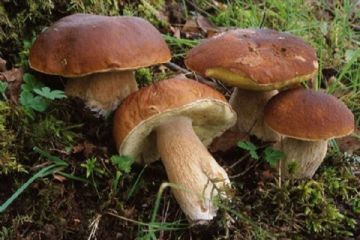 Attivit&#224; dell&#39;Ispettorato Micologico rivolta alla popolazione a cura dell&#39;A.S.L. TO4